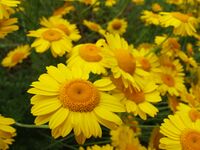 Au tas botanic 1379.jpg