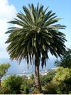 Phoenix canariensis ag.JPG
