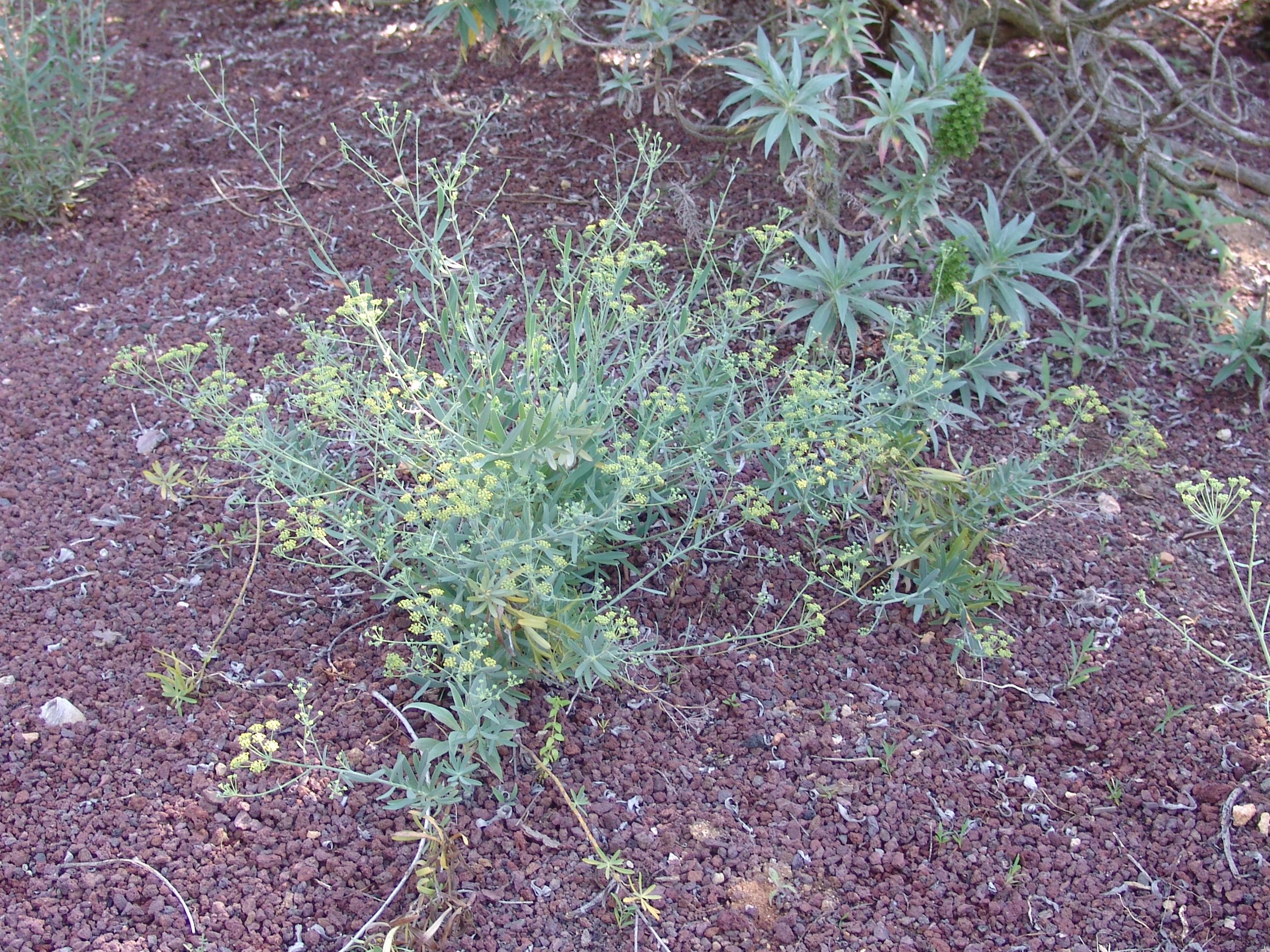 Bupleurum salicifolium (21).JPG