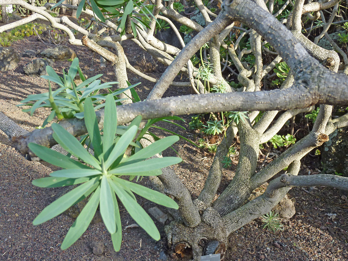 Euphorbia berthelotii (Jardín Botánico Canario Viera y Clavijo).jpg