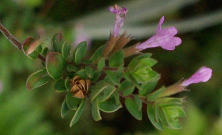 Detail leafs and flowers M. Glomerata.jpg