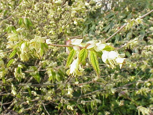 Corylopsis pauciflora0.jpg
