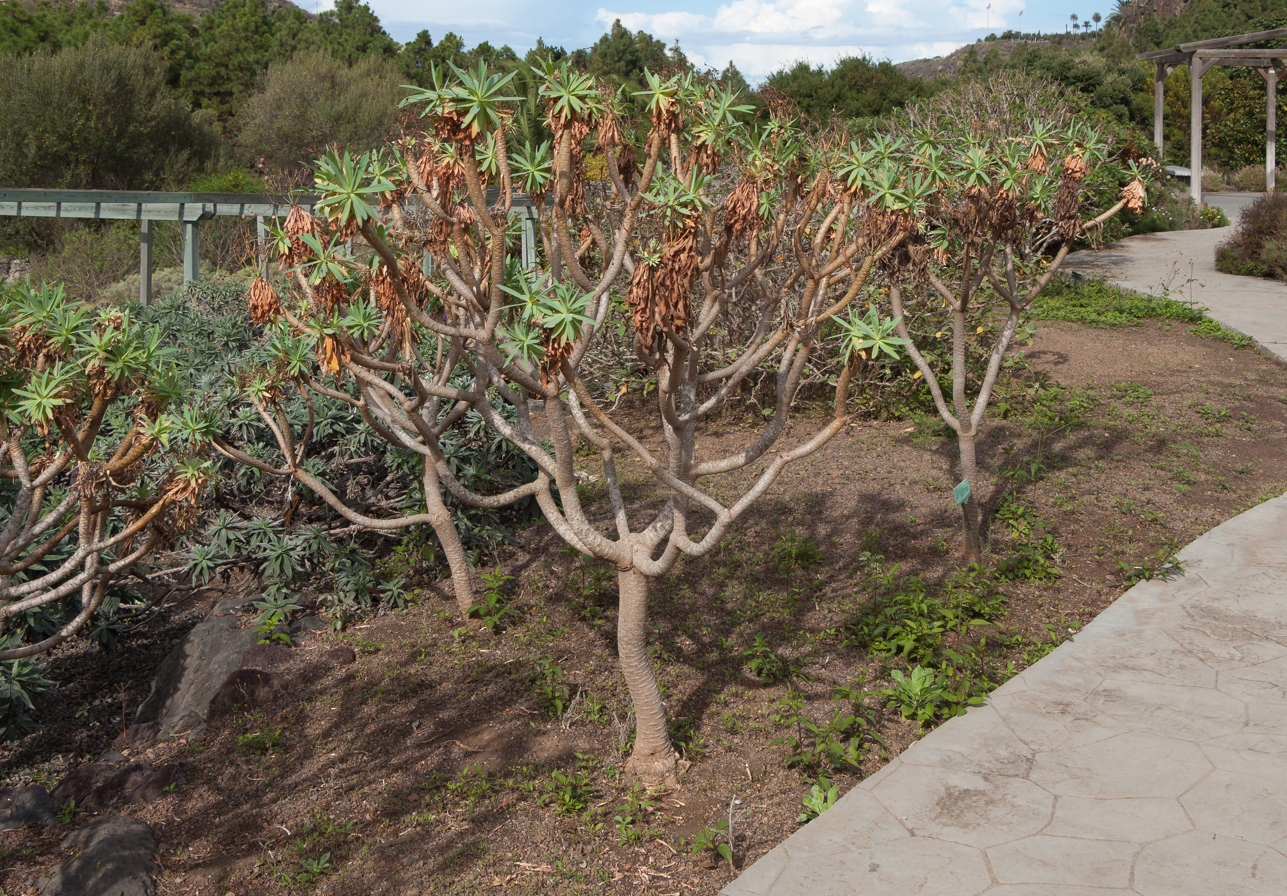 Euphorbia bravoana - Jardín Botánico Canario Viera y Clavijo - Gran Canaria 001.jpg