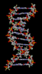 DNA animation.gif