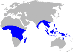 Map-Musaceae.gif