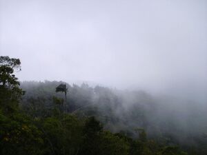 Selva nublada Colonia Tovar.JPG
