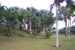 Palmetum de Santa Cruz de Tenerife.jpg