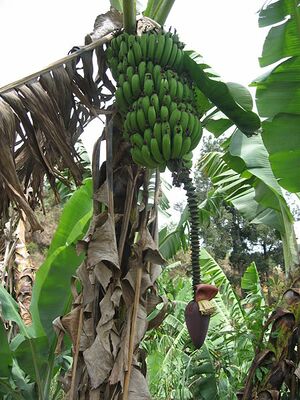 Bananier Bana Cameroun.jpg