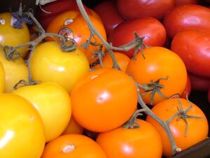 Colorful Red and Yellow Tomatoes 2816px.jpg