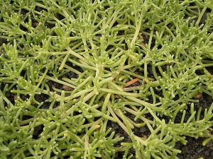 Mesembryanthemum nodiflorum (La Fajana) 02 ies.jpg