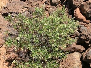 Ceballosia fruticosa var angustifolia Tenerife 1.jpg