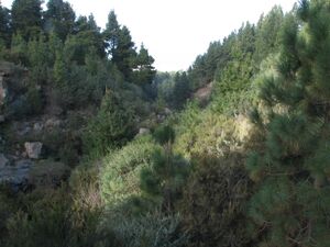 Forest Teide.JPG