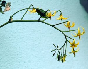 S pimpinellifolium inflorescence.jpg