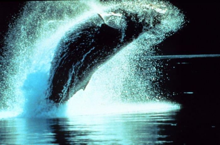 Archivo:Humpbackwhale37.jpg