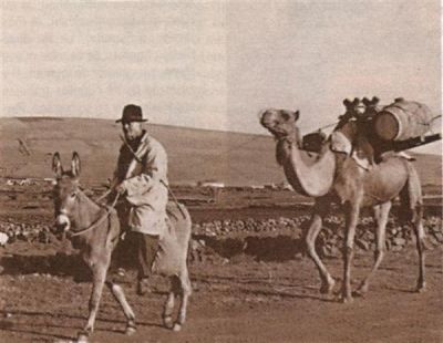 Archivo:Burro majorero y camello canario.jpg