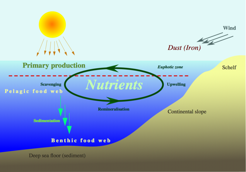 Archivo:Nutrient-cycle hg.png