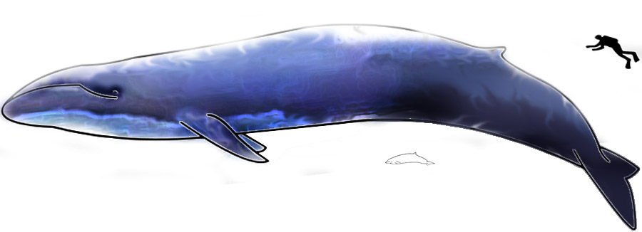 Image-Blue Whale and Hector Dolphine Colored.jpg