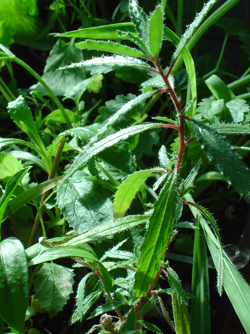 Forrskahlea angustifolia..jpg