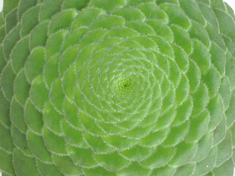 Archivo:Aeonium tabuliforme PICT033.jpg