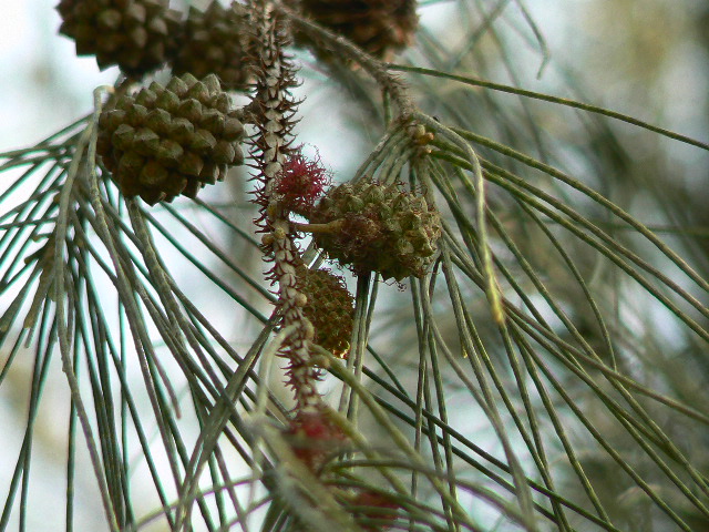Archivo:Casuarina equisetifolia (2095673056).jpg