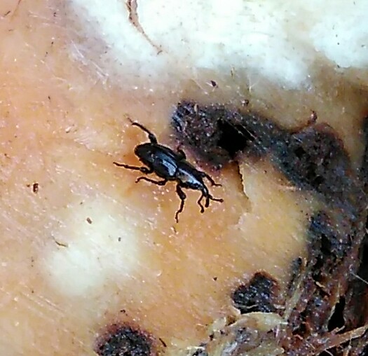 Archivo:Cosmopolites sordidus.jpg