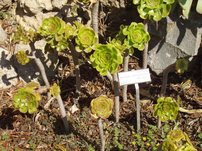 Archivo:Aeonium holochrysum (Villa Hanbury, Italy).JPG