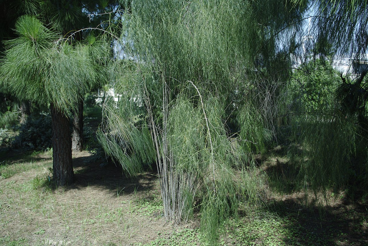 Asparagus plocamoides (1).JPG