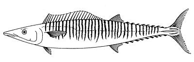Archivo:Acanthocybium solandri.jpg
