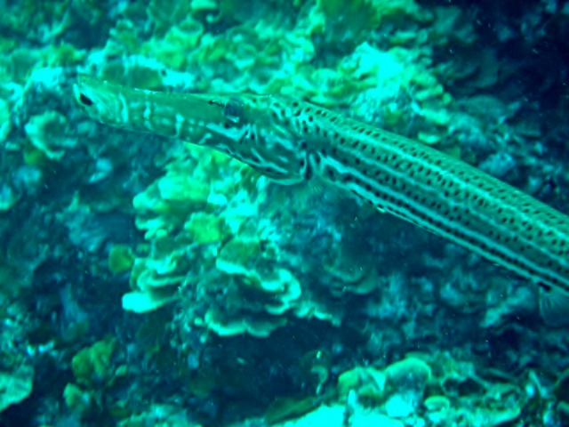 Archivo:Aulostomus strigosus, El Hierro.jpg
