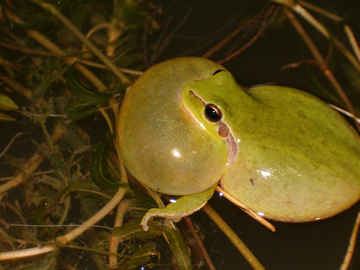 Hyla meridionalis 1.jpg