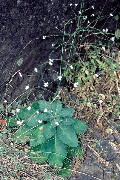 Archivo:Crambe strigosa (Habitus).jpg