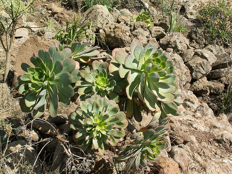 Archivo:Aeonium urbicum PICT3221.jpg