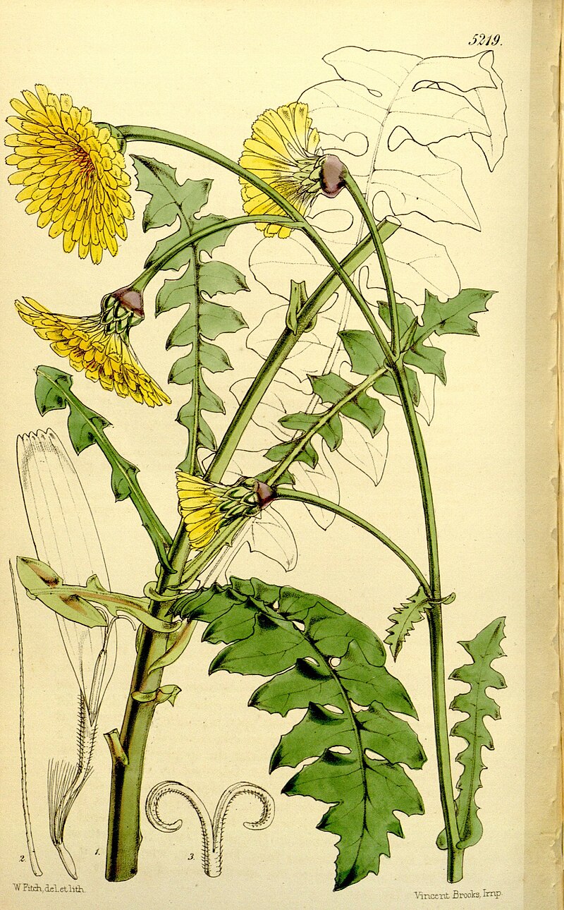 Curtis's botanical magazine (Tab. 5219) (9444738392).jpg