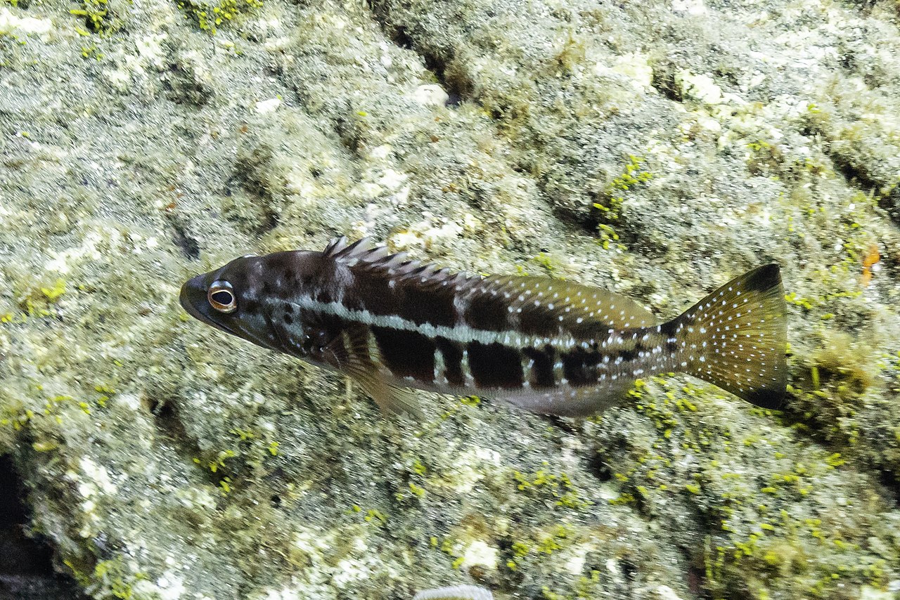 Serrano imperial (Serranus atricauda), Monte da Guia, isla de Fayal, Azores, Portugal, 2020-07-26, DD 22.jpg