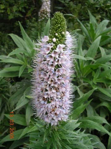Archivo:Echium virescens.jpg
