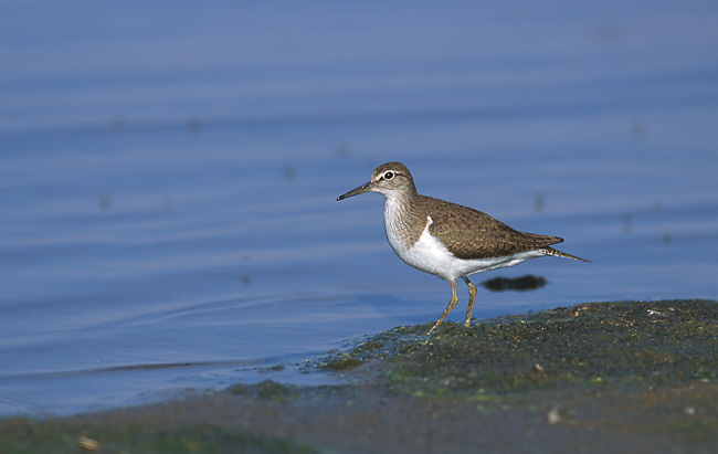 Archivo:Actitis hypoleucos 1 (Marek Szczepanek).jpg