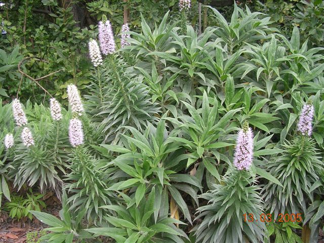 Archivo:Echium virescens0.jpg
