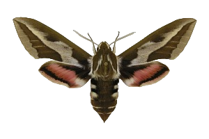 Archivo:Hembra de Hyles tithymali, vista dorsal.png