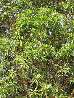 Arbutus canariensis.jpg