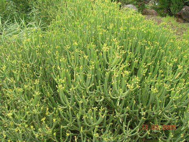 Archivo:Euphorbia regis-jubae.jpg