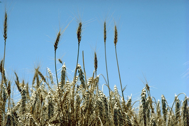 Standing wheat in Kansas.jpg