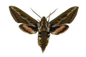 Archivo:Macho de Hyles tithymali, vista dorsal.png