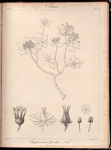 Archivo:Aeonium goochiae Phyt.Canar.1.JPG