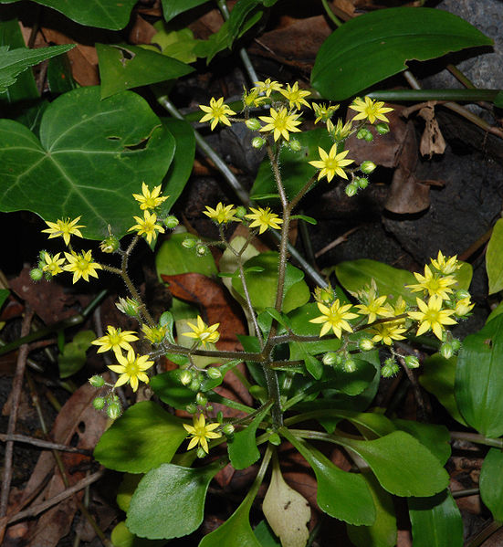 Archivo:Aichryson punctatum.jpg