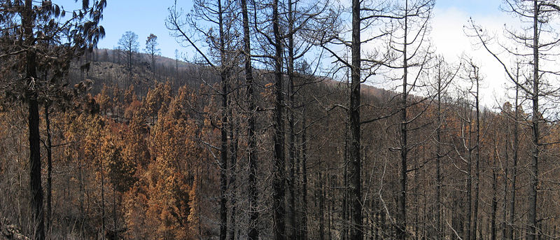 Archivo:Incendio Tenerife verano 2007.jpg