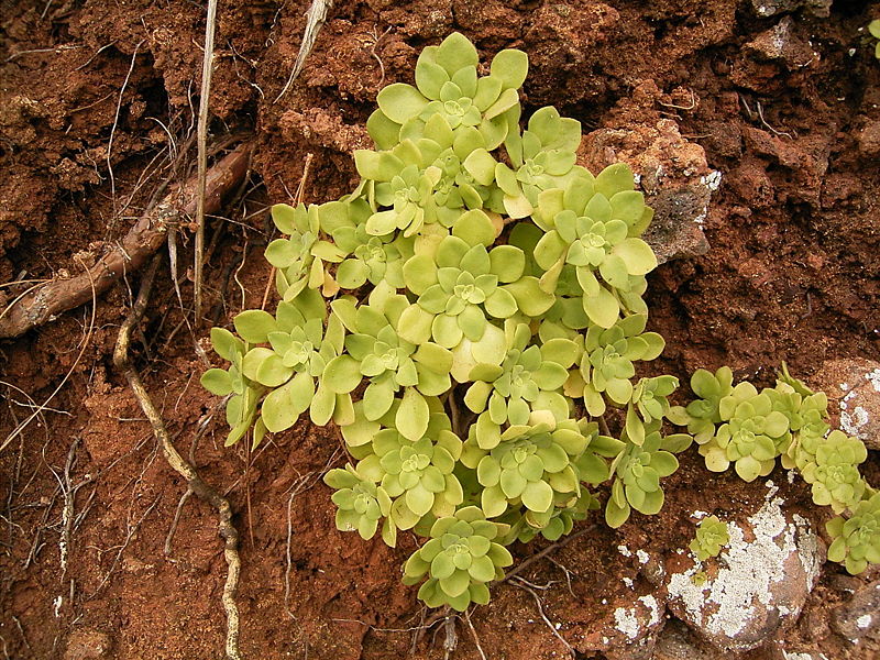 Archivo:Aeonium goochiae (Barlovento) 01.jpg