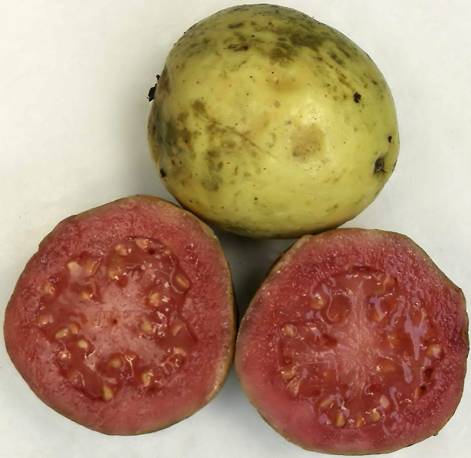 Ripe guava.jpg