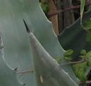 Archivo:Agave americana extremo de hoja.jpg