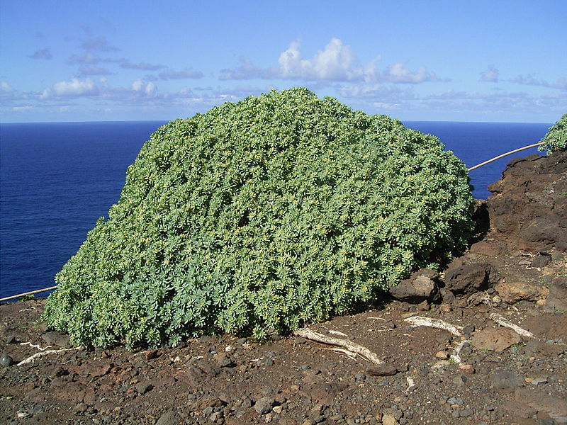 Euphorbia balsamifera (Garafía) 01.jpg