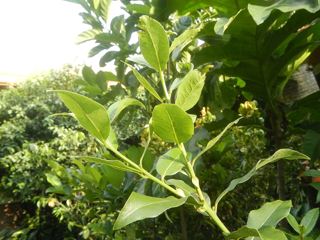 313Aven's Nature Farm 06.jpg